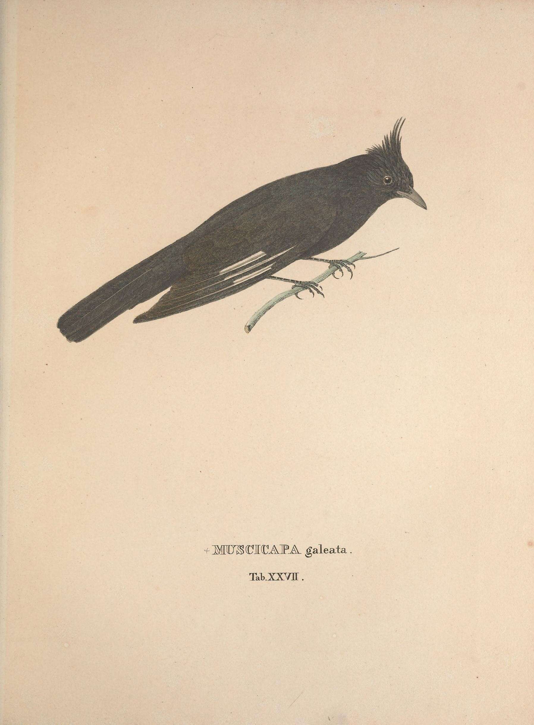 Image of <i>Muscicapa galeata</i> Spix 1825