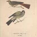 Image of <i>Muscicapa rufina</i> Spix 1825