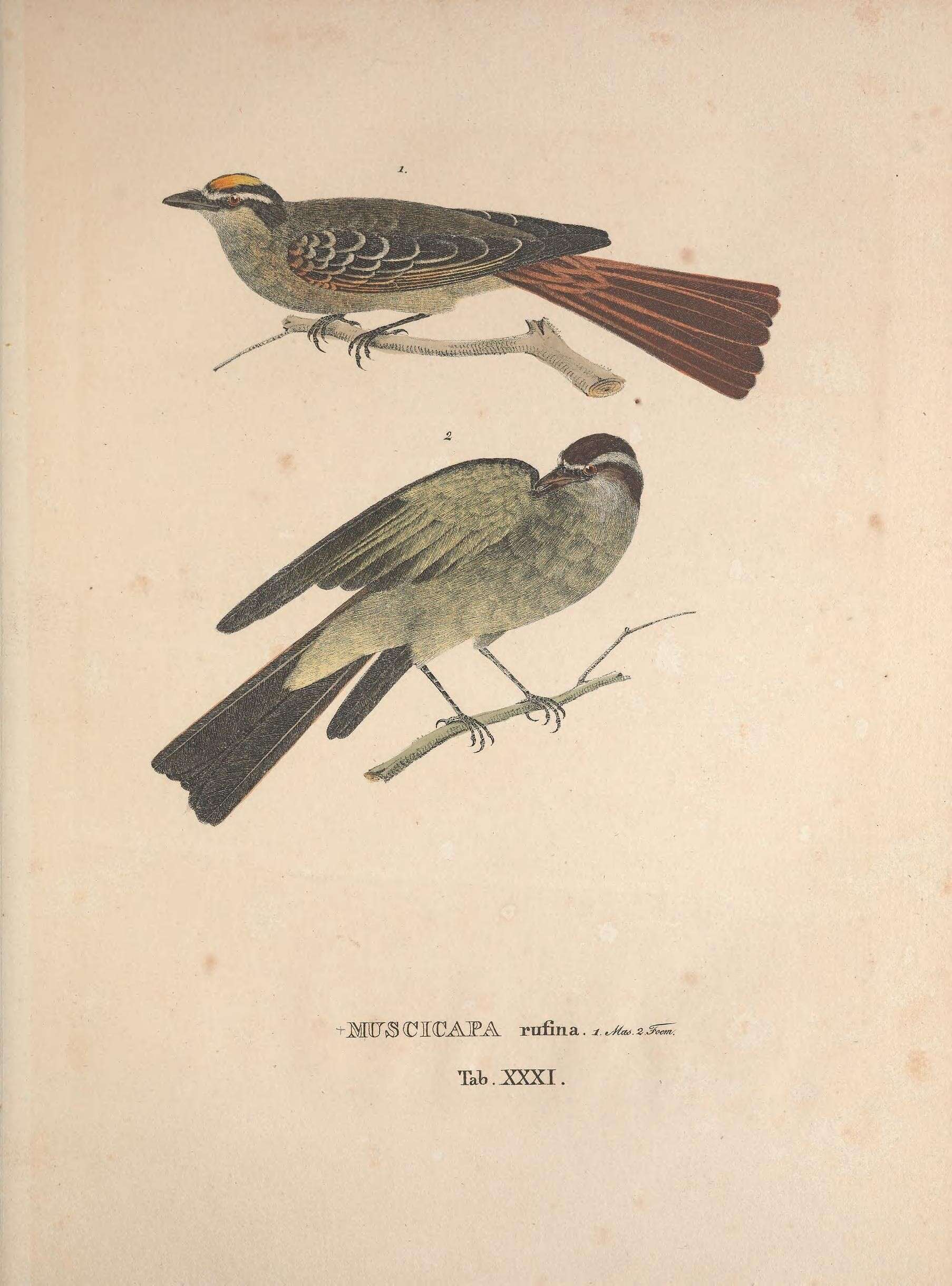 Image of <i>Muscicapa rufina</i> Spix 1825