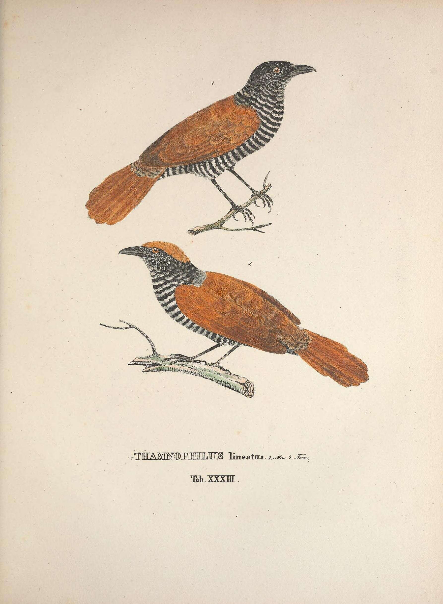 Image of Chestnut-backed Antshrike