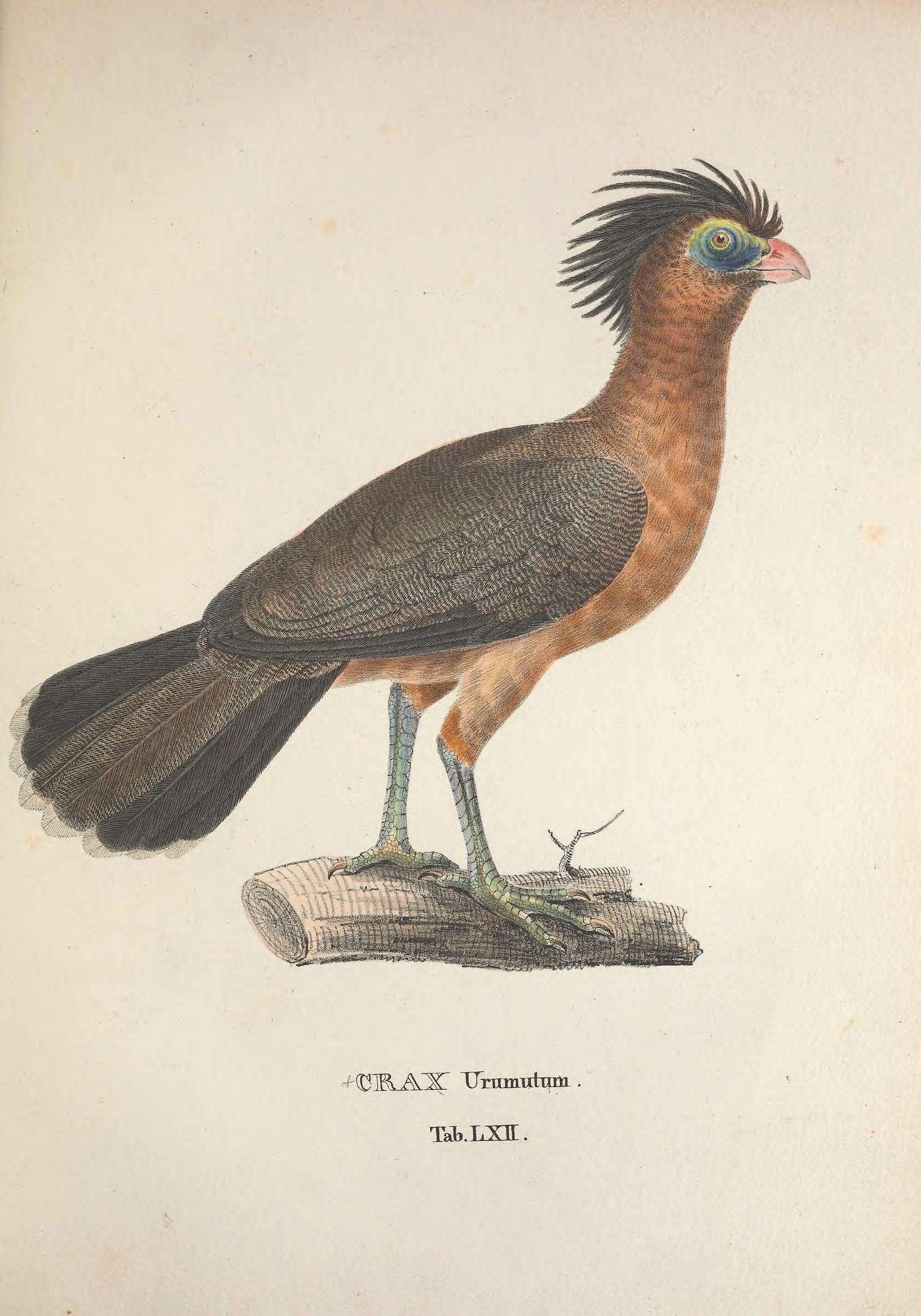 Image of Nothocrax Burmeister 1856