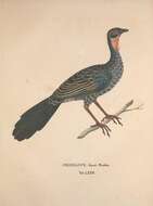 Image of Rusty-margined Guan