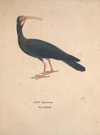 Image of Cercibis Wagler 1832