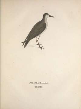 Image of <i>Tringa brevirostris</i> Spix 1825