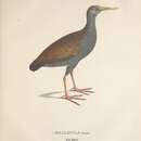 Sivun <i>Gallinula caesia</i> Spix 1825 kuva