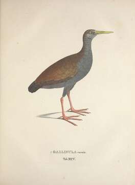 Plancia ëd <i>Gallinula caesia</i> Spix 1825