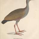 Image of <i>Gallinula gigas</i> Spix 1825