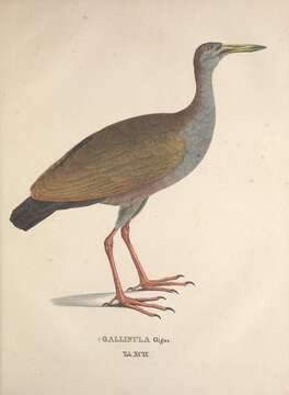 Image of <i>Gallinula gigas</i> Spix 1825