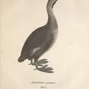 Image de <i>Podiceps carolinensis</i> Spix 1825