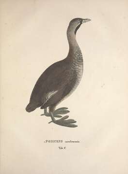 Image de <i>Podiceps carolinensis</i> Spix 1825