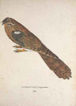 Image of Nyctibius aethereus longicaudatus (Spix 1825)