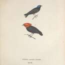 Imagem de Ceratopipra cornuta (Spix 1825)