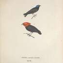 Image of Scarlet-horned Manakin