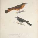 Image of <i>Platyrhynchus hirundinaceus</i> Spix 1825