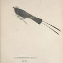 Image of <i>Platyrhynchus filicauda</i> Spix 1825