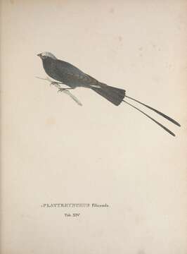 Image of <i>Platyrhynchus filicauda</i> Spix 1825