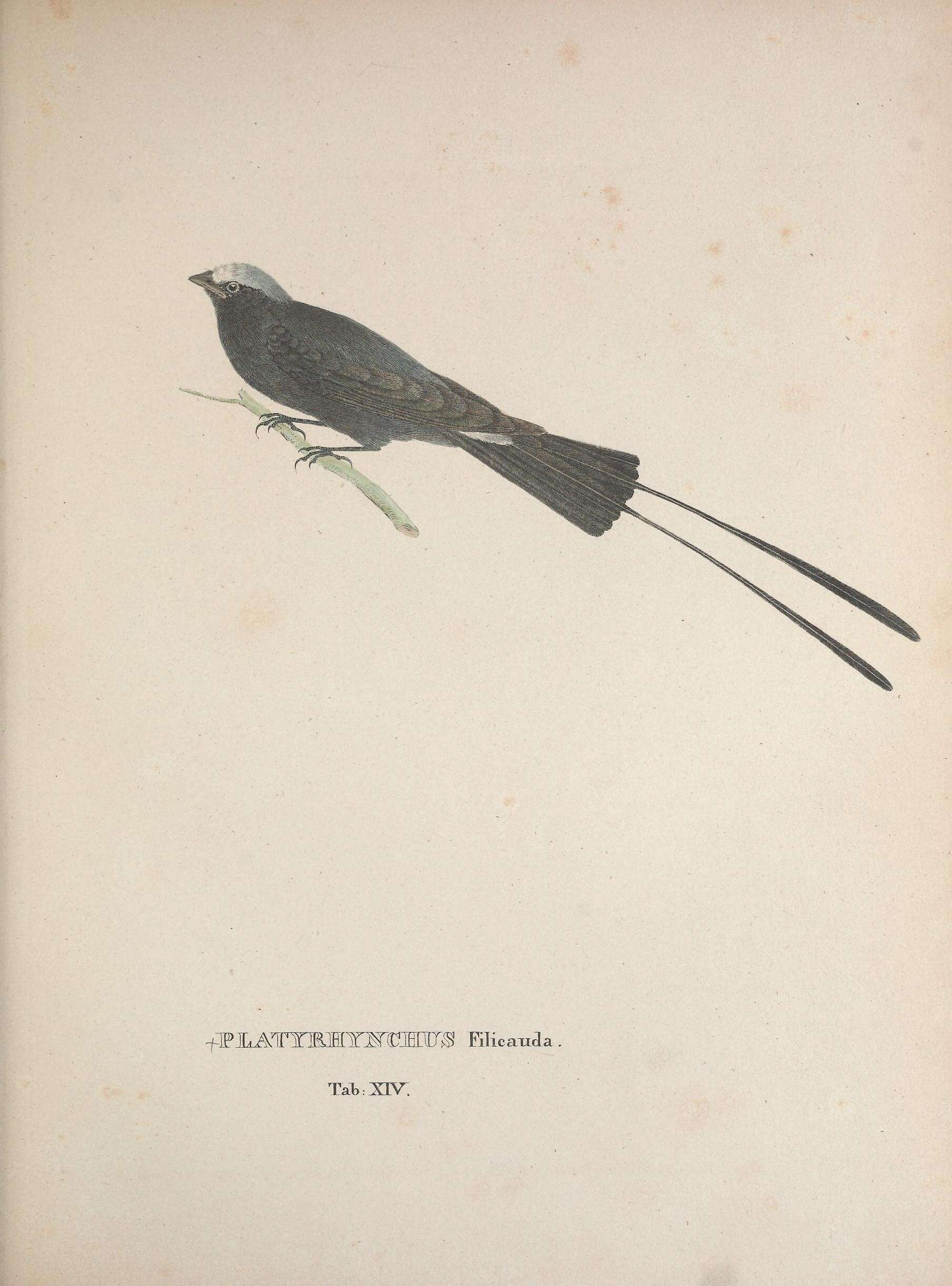 Image of <i>Platyrhynchus filicauda</i> Spix 1825