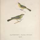 <i>Platyrhynchus flaviventer</i> Spix 1825的圖片
