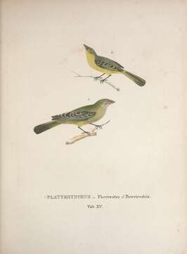 <i>Platyrhynchus flaviventer</i> Spix 1825的圖片