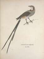 Image of <i>Muscicapa longicauda</i> Spix 1825