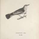 Image of <i>Muscicapa velata</i> Lichtenstein 1823