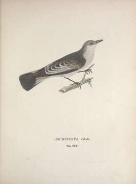 <i>Muscicapa velata</i> Lichtenstein 1823的圖片