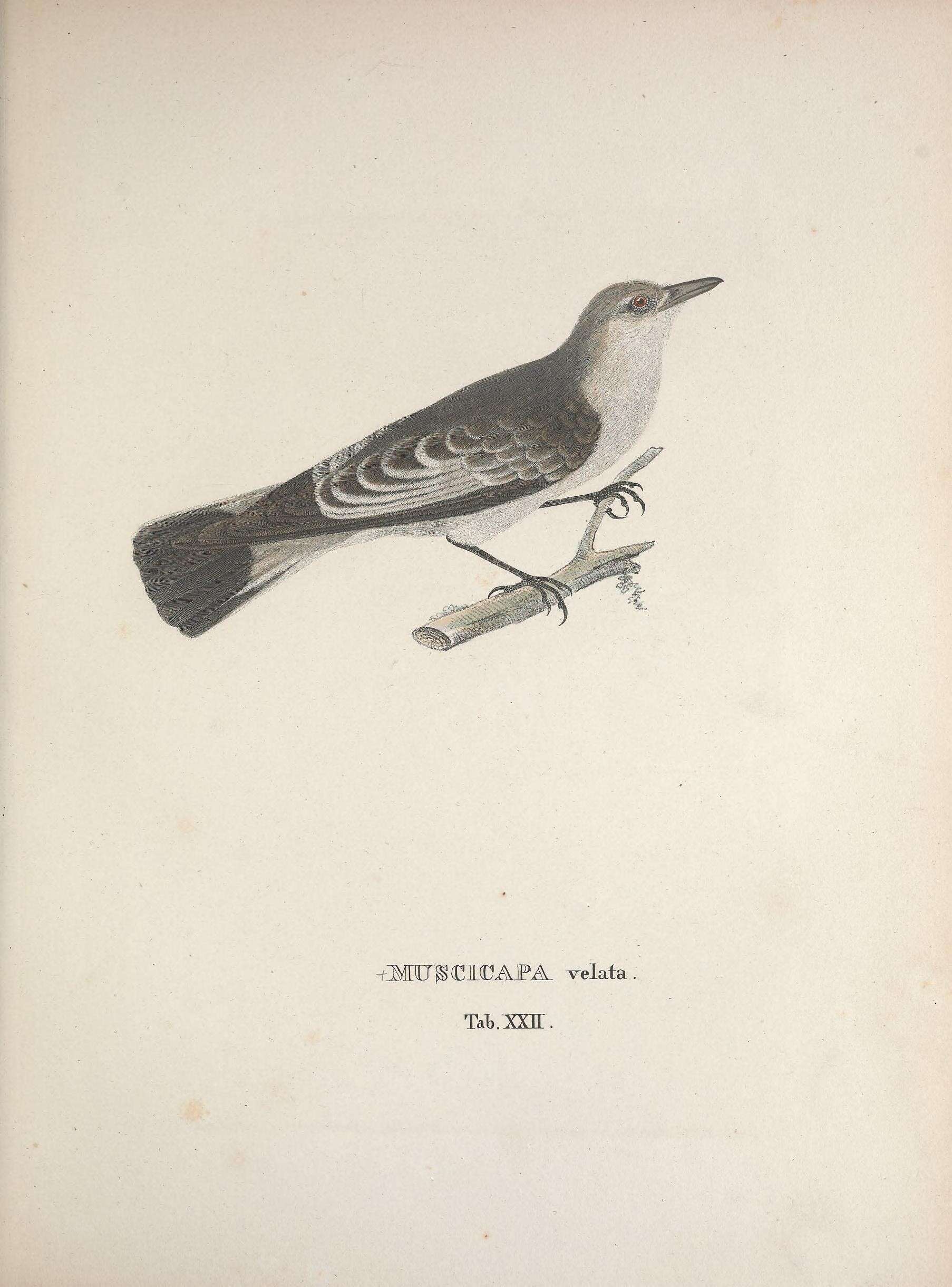 Image of <i>Muscicapa velata</i> Lichtenstein 1823