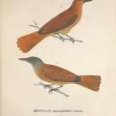 Image de <i>Muscicapa thamnophiloides</i> Spix 1825