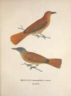 Image of <i>Muscicapa thamnophiloides</i> Spix 1825