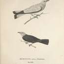 Слика од <i>Muscicapa dominicana</i> Spix 1825