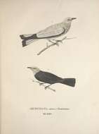 Image of <i>Muscicapa dominicana</i> Spix 1825