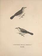 Image of <i>Muscicapa dominicana</i> Spix 1825