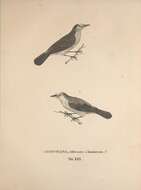 Слика од <i>Muscicapa dominicana</i> Spix 1825