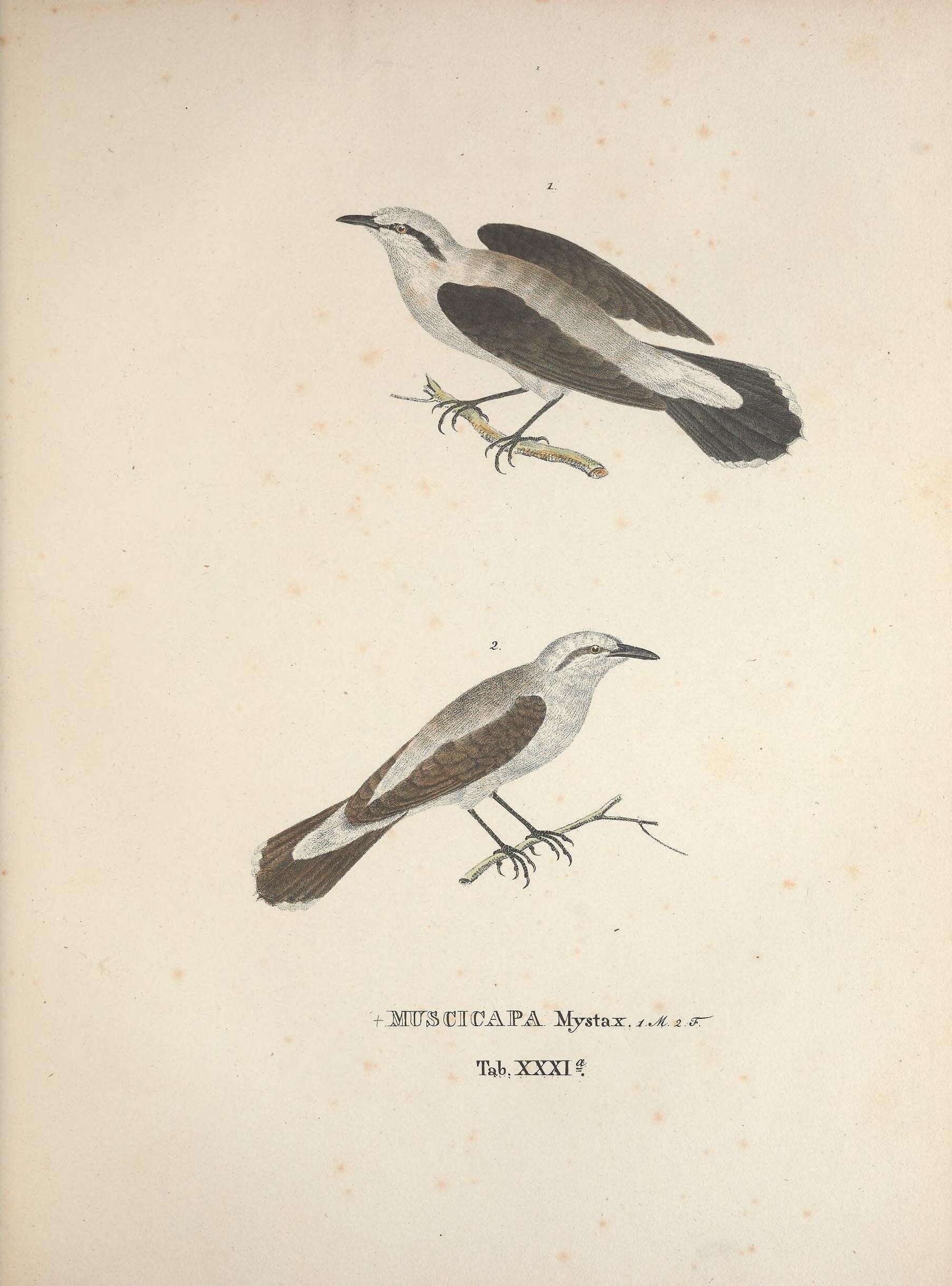 Image of Fluvicola Swainson 1827