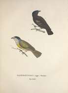 Sivun Pachyrhynchus infernalis Fairmaire 1897 kuva