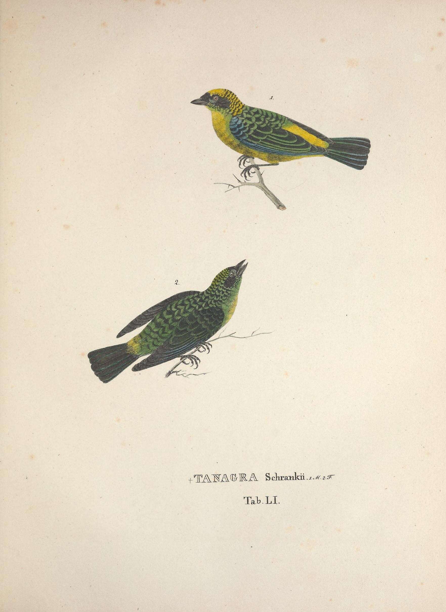 Image of Green-and-gold Tanager