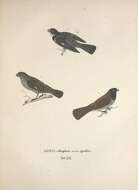 Image of White-throated Seedeater