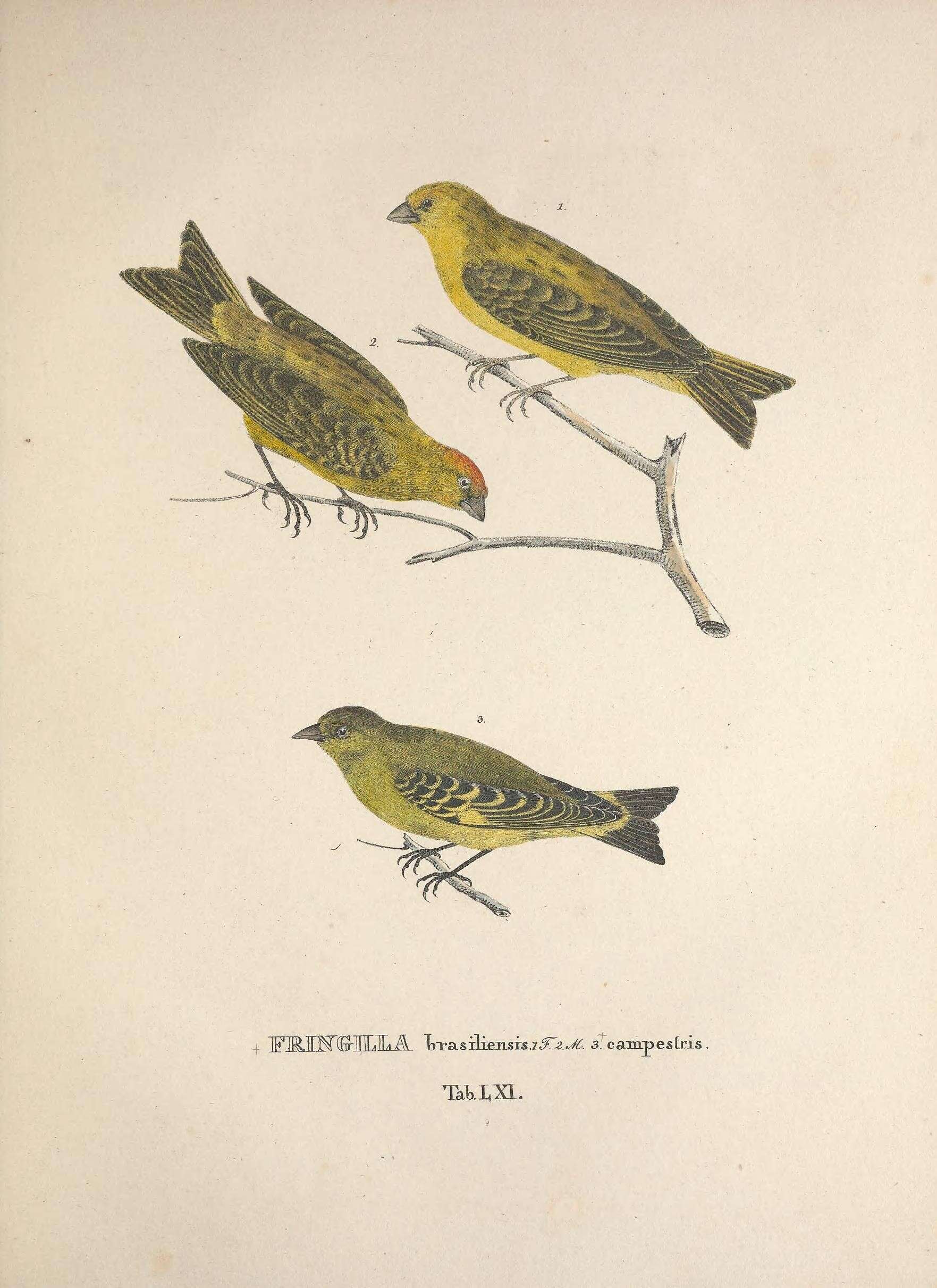 Image of <i>Fringilla brasiliensis</i> Spix 1825