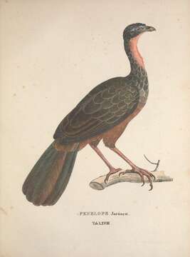 Image of Spix's Guan