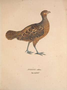 Image of Marbled Wood Quail