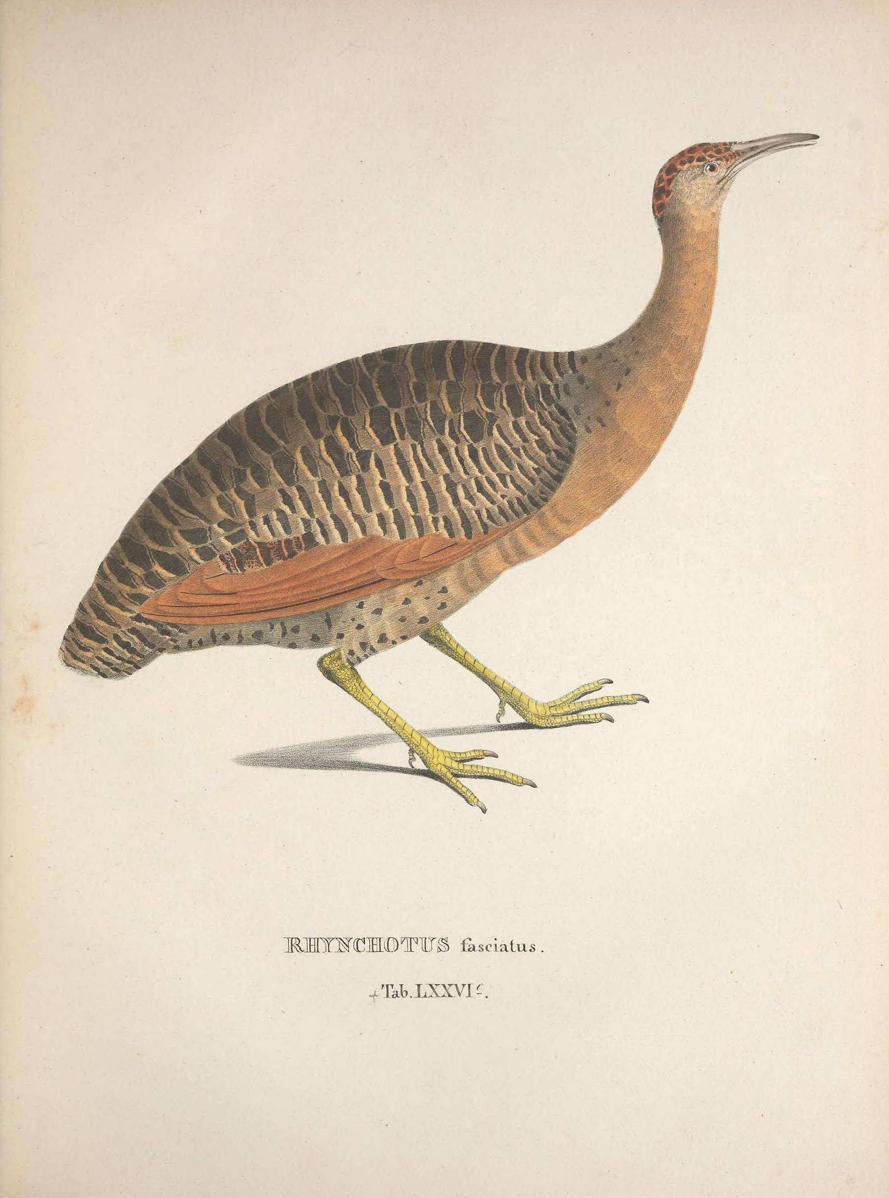 Plancia ëd Rhynchotus Spix 1825