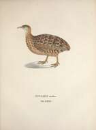 Plancia ëd <i>Tinamus medius</i> Spix 1825