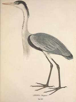 Image of Cocoi Heron