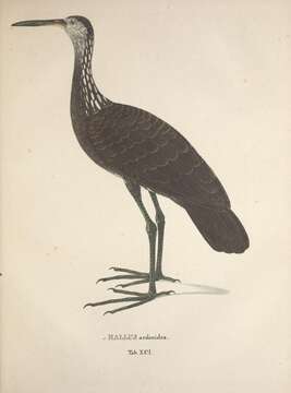 Image de <i>Rallus ardeoides</i> Spix 1825