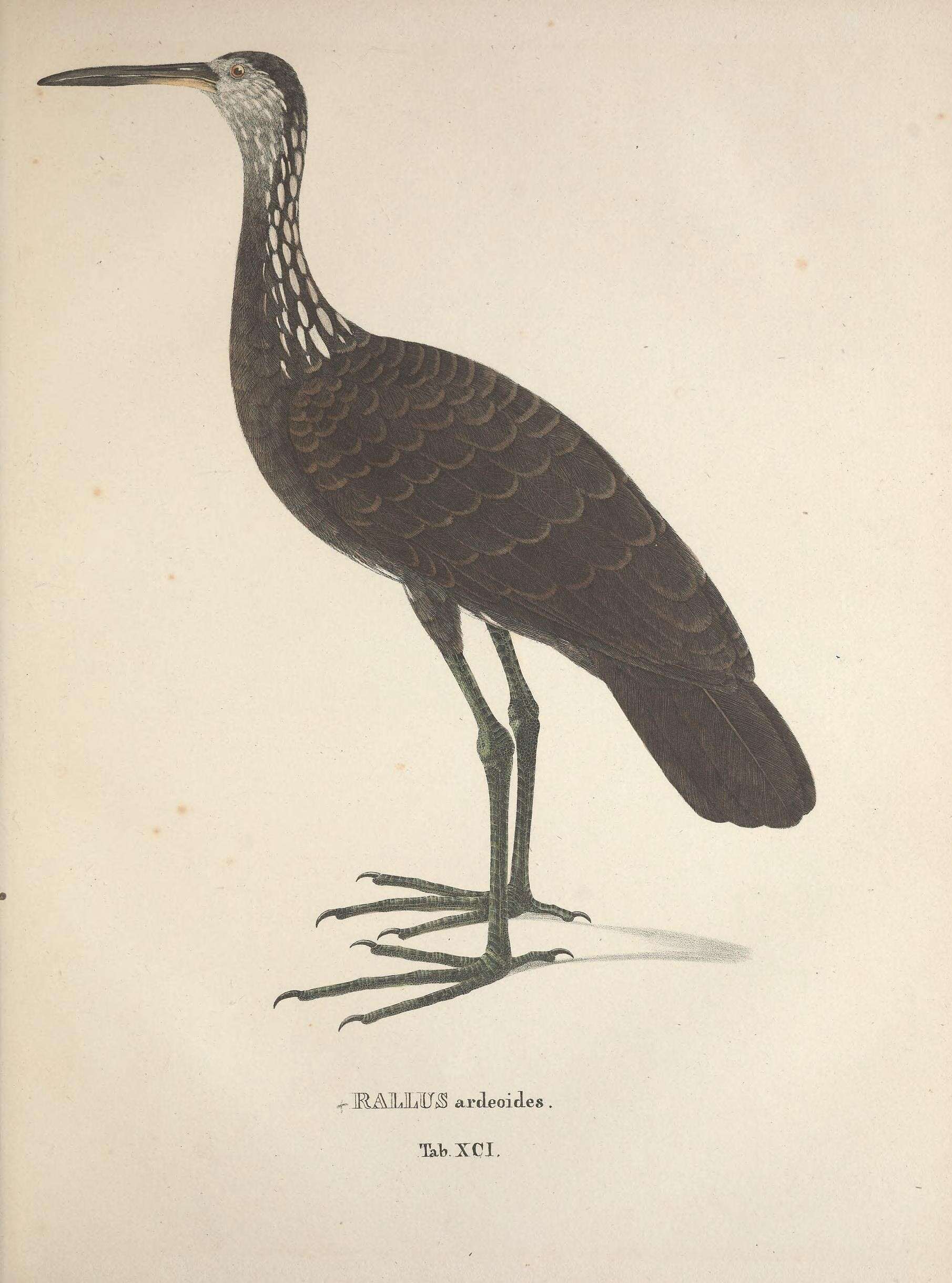 Image of <i>Rallus ardeoides</i> Spix 1825