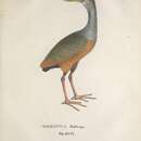 <i>Gallinula ruficeps</i> Spix 1825 resmi
