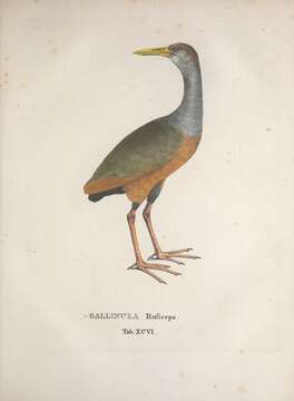 <i>Gallinula ruficeps</i> Spix 1825 resmi