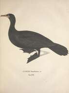Image of neotropic cormorant