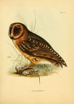 <i>Strix punctatissima</i> Gould & G. R. Gray 1838的圖片