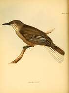 Image of <i>Agriornis leucurus</i> Gould 1839